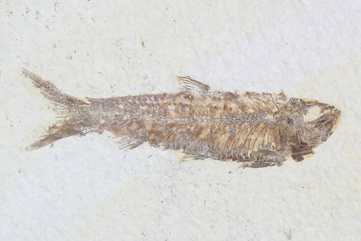 Knightia Fossil Fish - Wyoming #75899